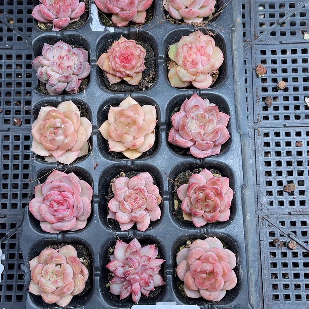 多肉一物一拍4-128