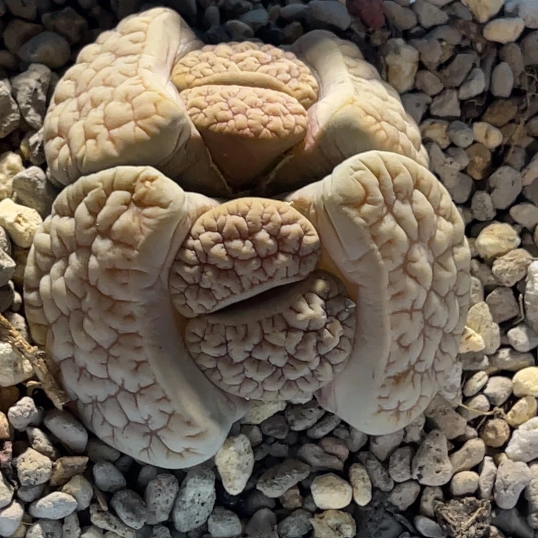 5774双头蜜纹189母本