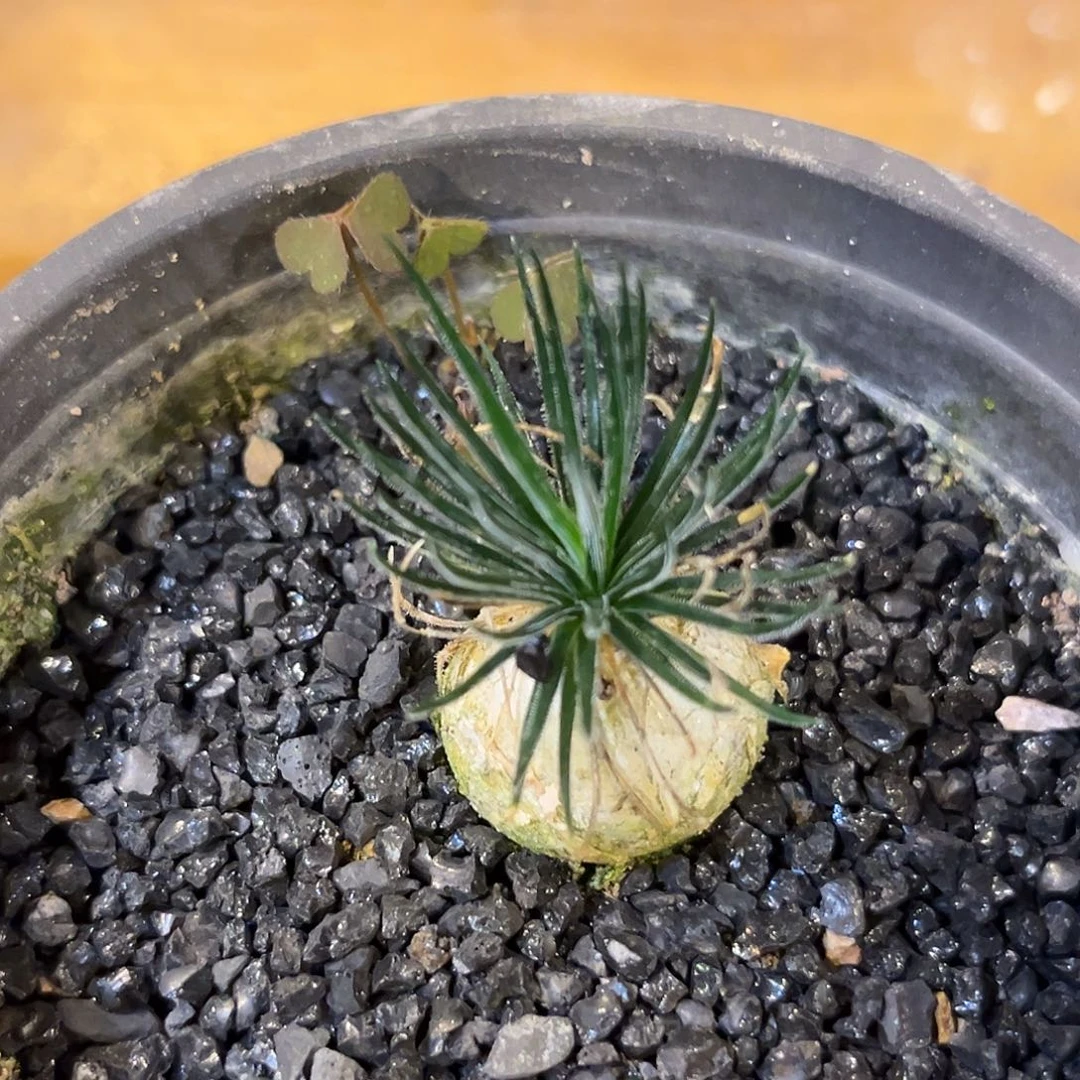 汤圆植物迷你海葱