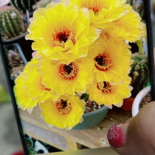 下58丽花黄花黑猴歪无根侧芽2一3公分左右20包邮