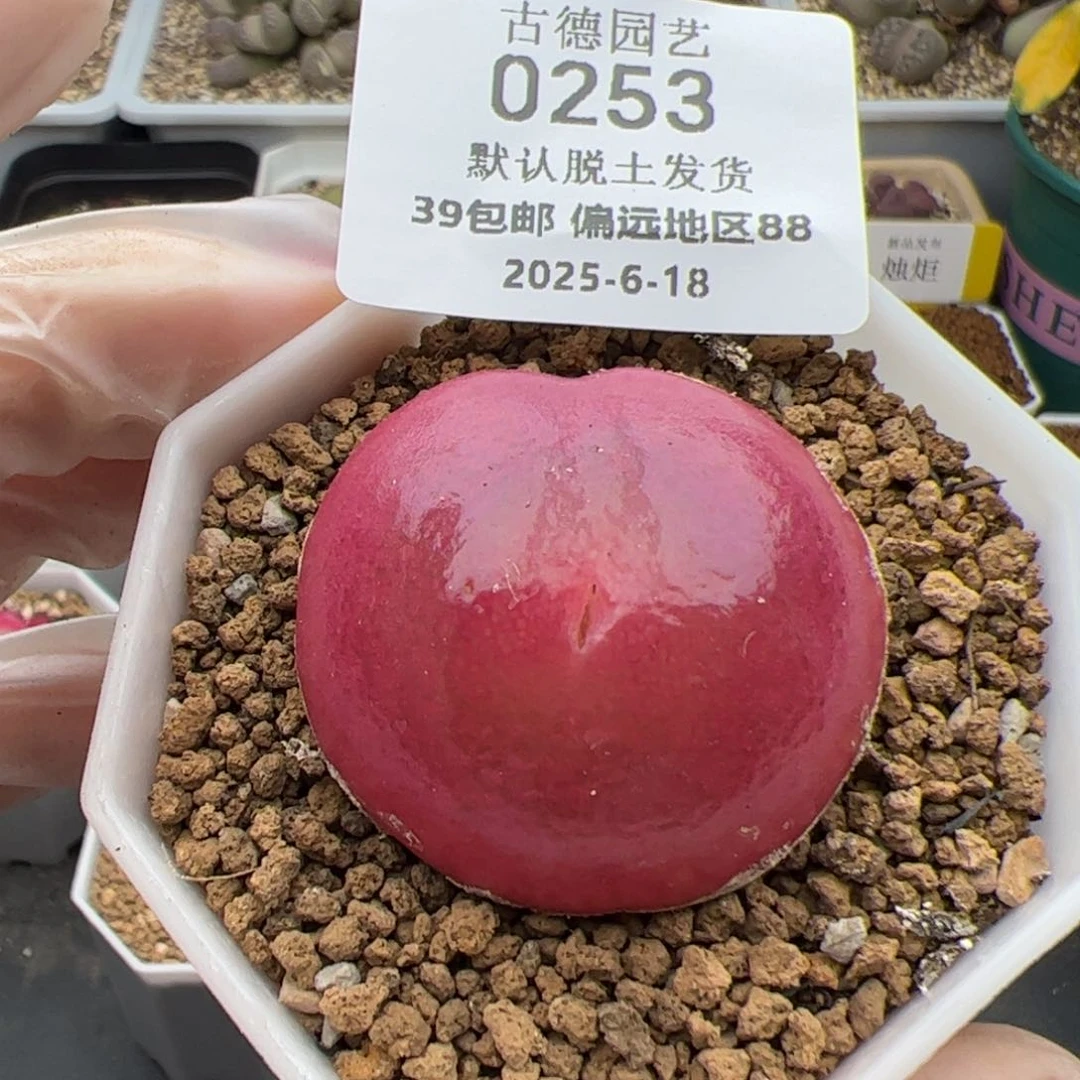 0253号 灯泡多肉植物