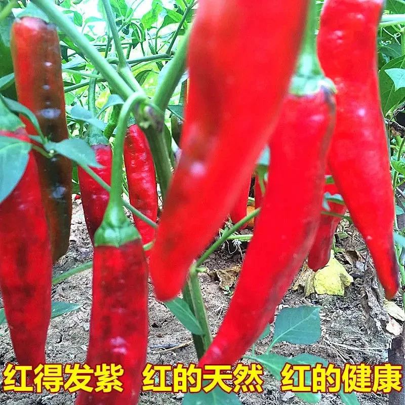 老品种辣椒种子早熟高产红辣椒种子皮薄籽少肉多春夏秋盆栽庭院种