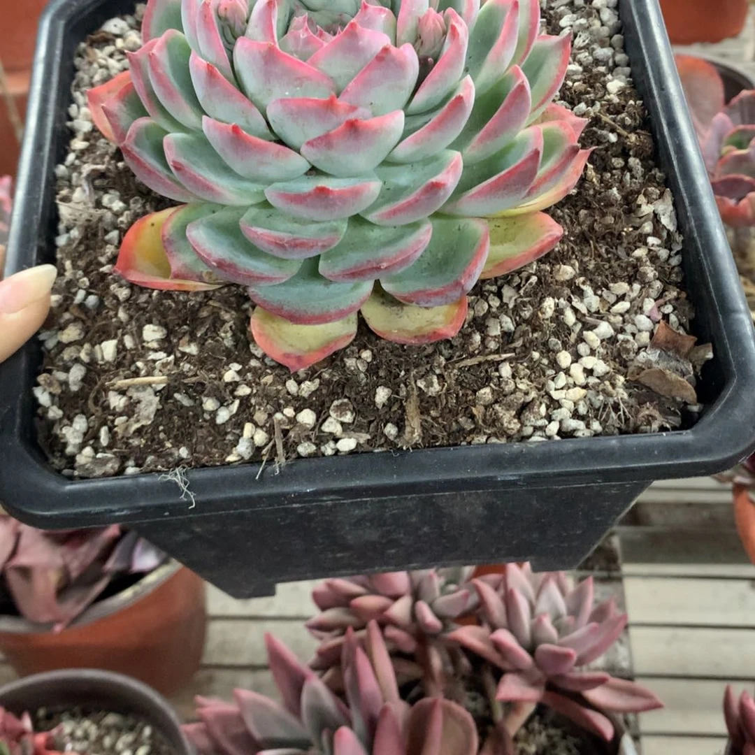 天***心侧影单头多肉植物单头