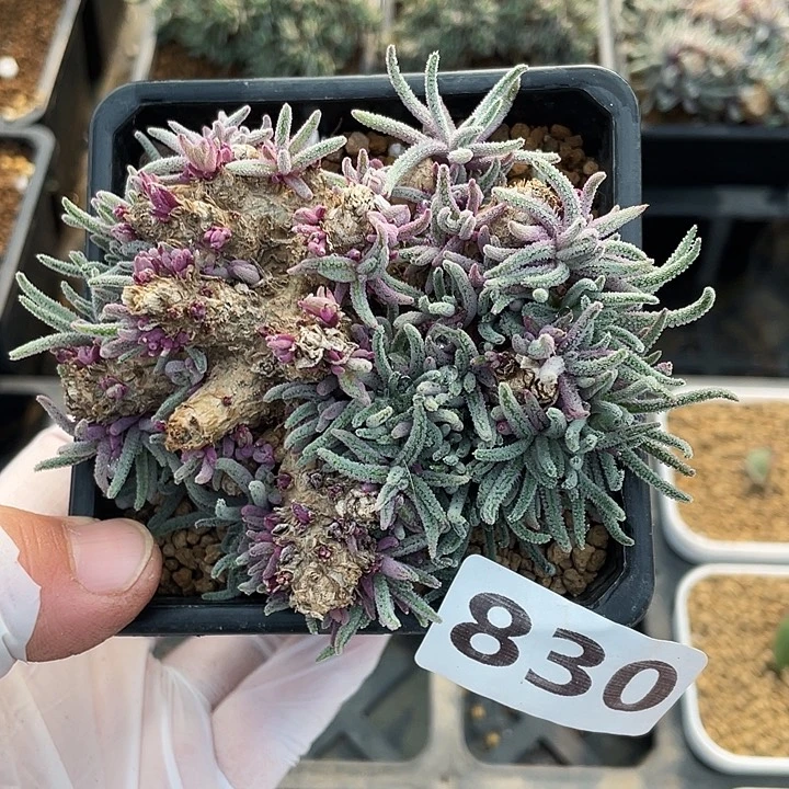 830大盆天赐块根，