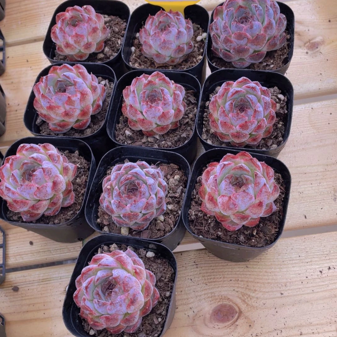 1382号 开播福利蓝色妖姬多肉单头一个