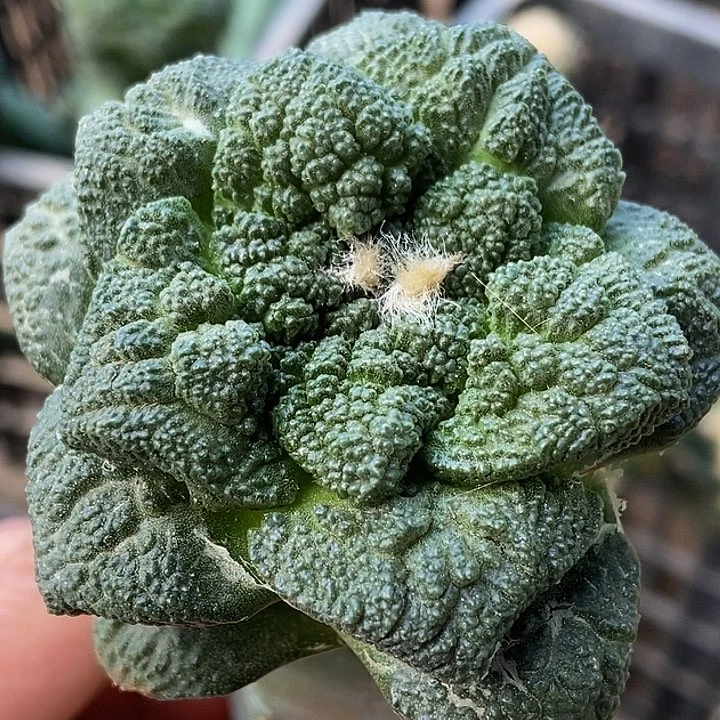 无花朵福利龙神大尤细密尤哥斯拉牡丹969