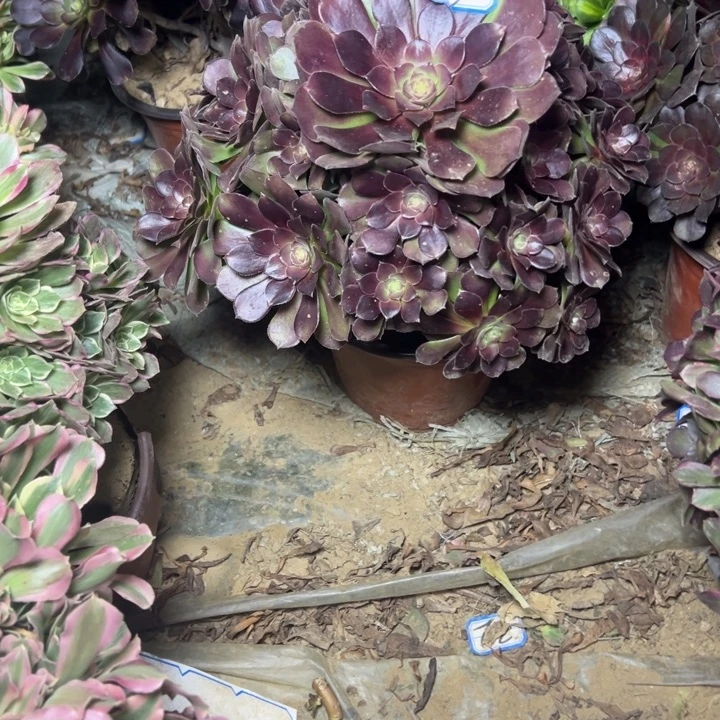 多肉植物何兰法师6