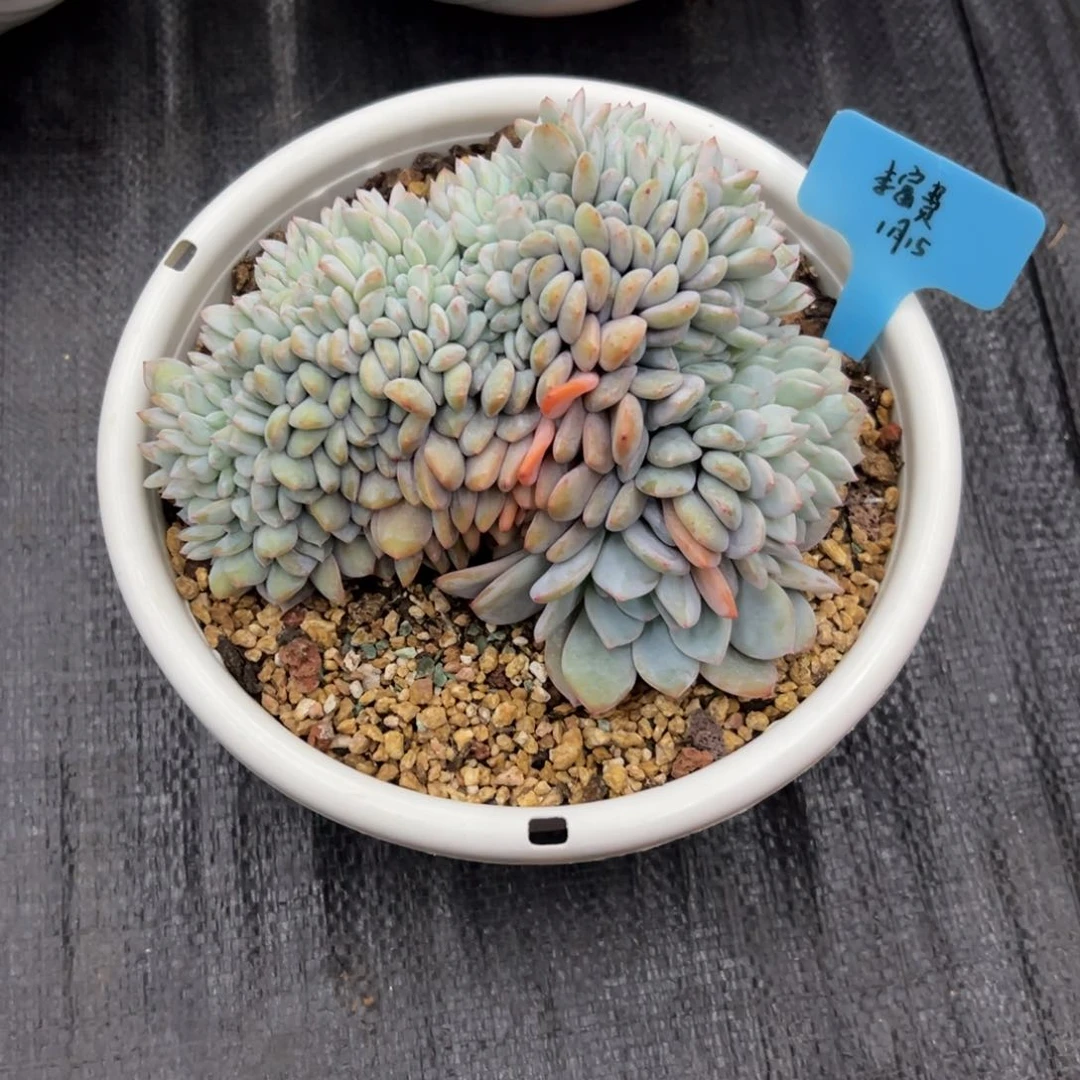 一物一拍链接，李富贵寄养