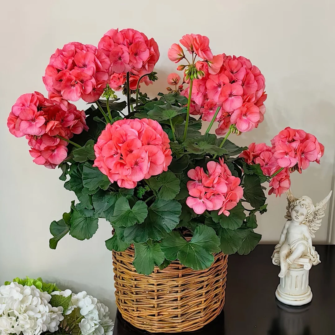 美人鱼【新品】勤花，丰花，大花苞，好度夏