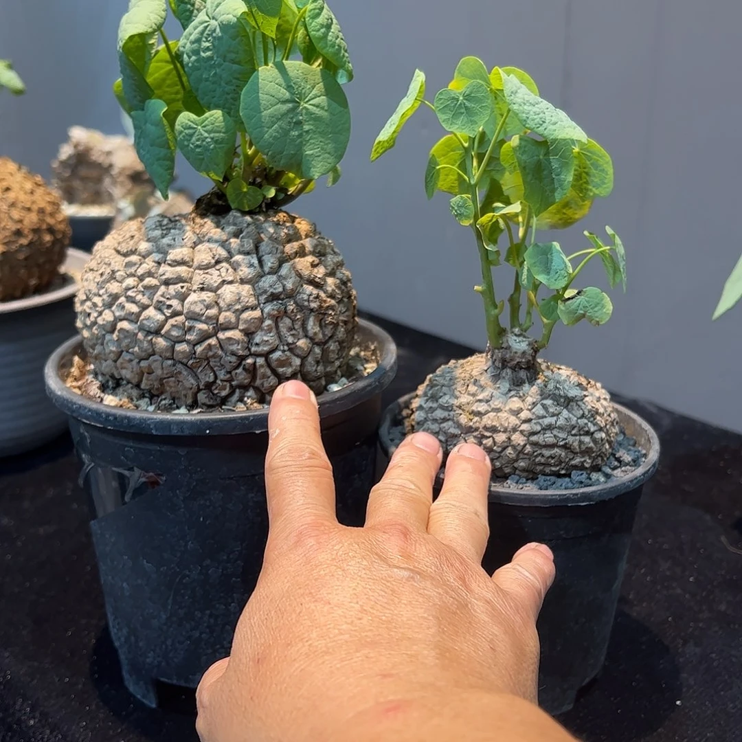 明***天两棵荔枝龟66666688888