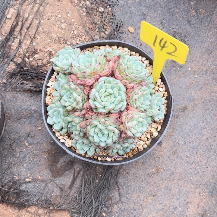 ᨳ****晨语多肉一物一拍142