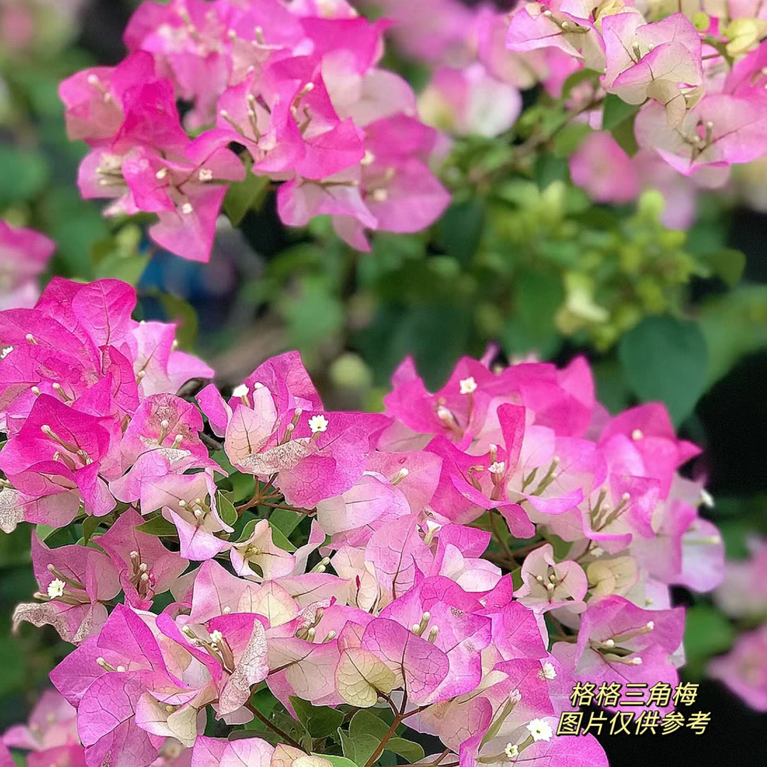 绿樱·带花渐变粉四季开花三角梅爬藤庭院