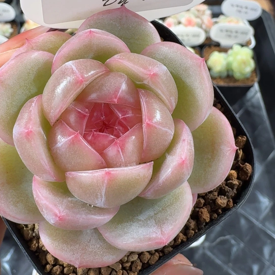 1204-17-3008单头一颗