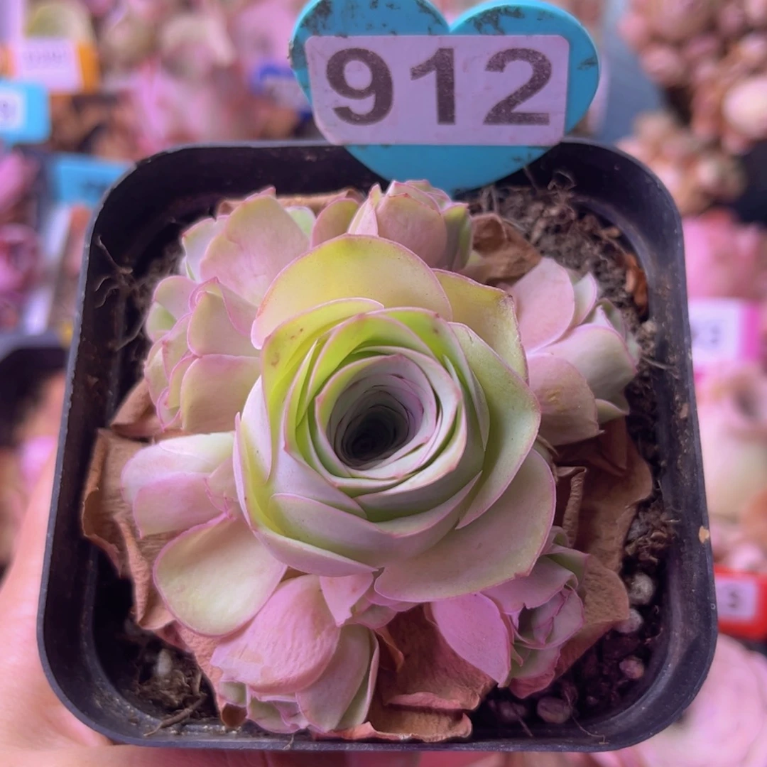 山地玫瑰一物一拍912