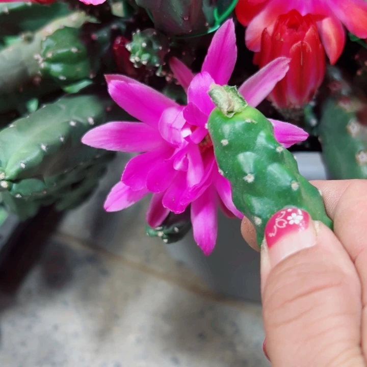 5粉色水仙无根侧芽3公分左右20包邮
