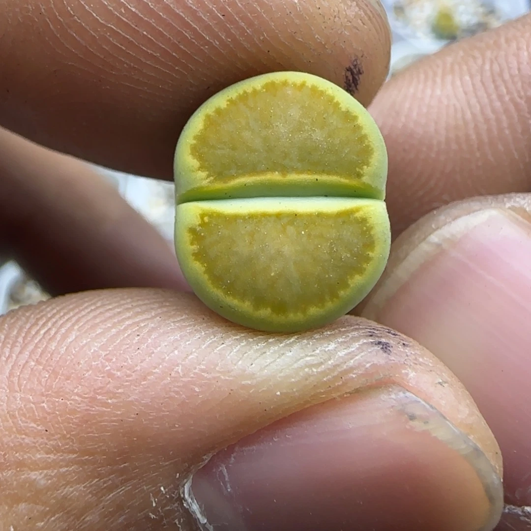 018 生石花大棚直播