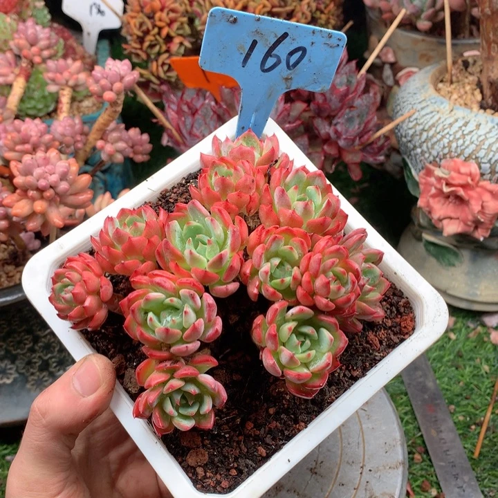 多肉植物一物一拍160