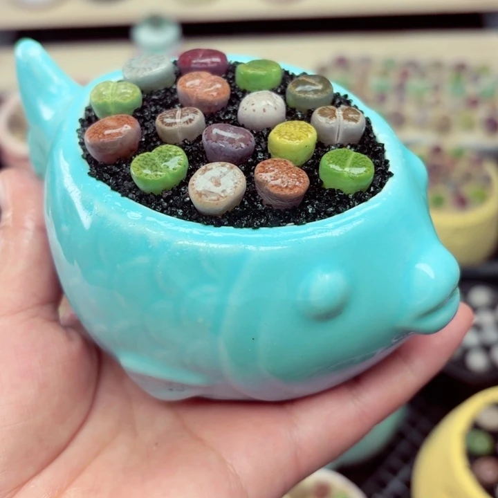 934零下地区记得拍保温箱