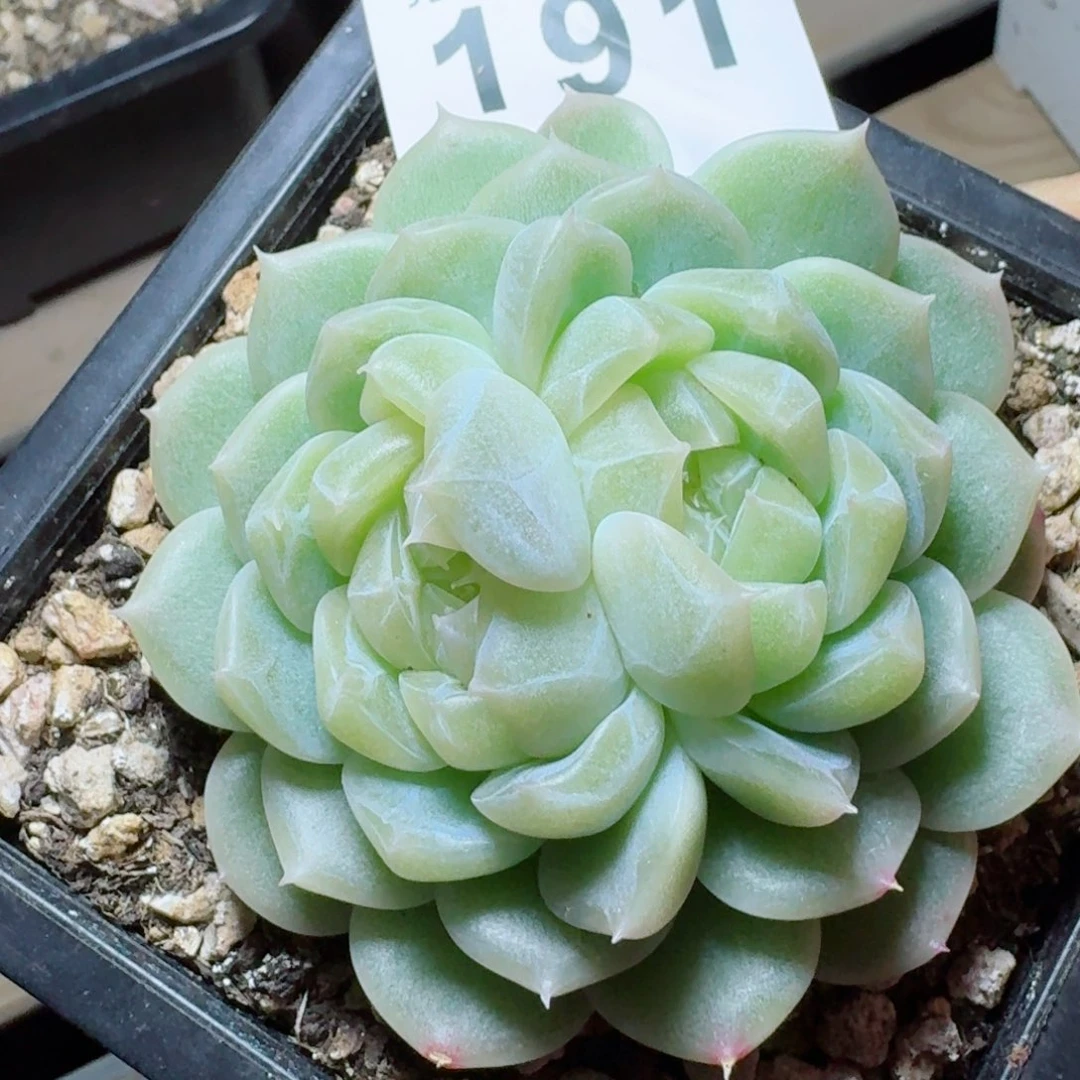 双心泼天      愿你一路坦途，乘风破浪展宏图