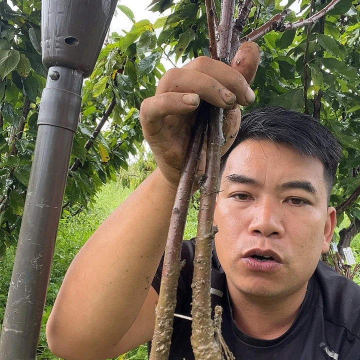 当前无花栽培后可以开花266