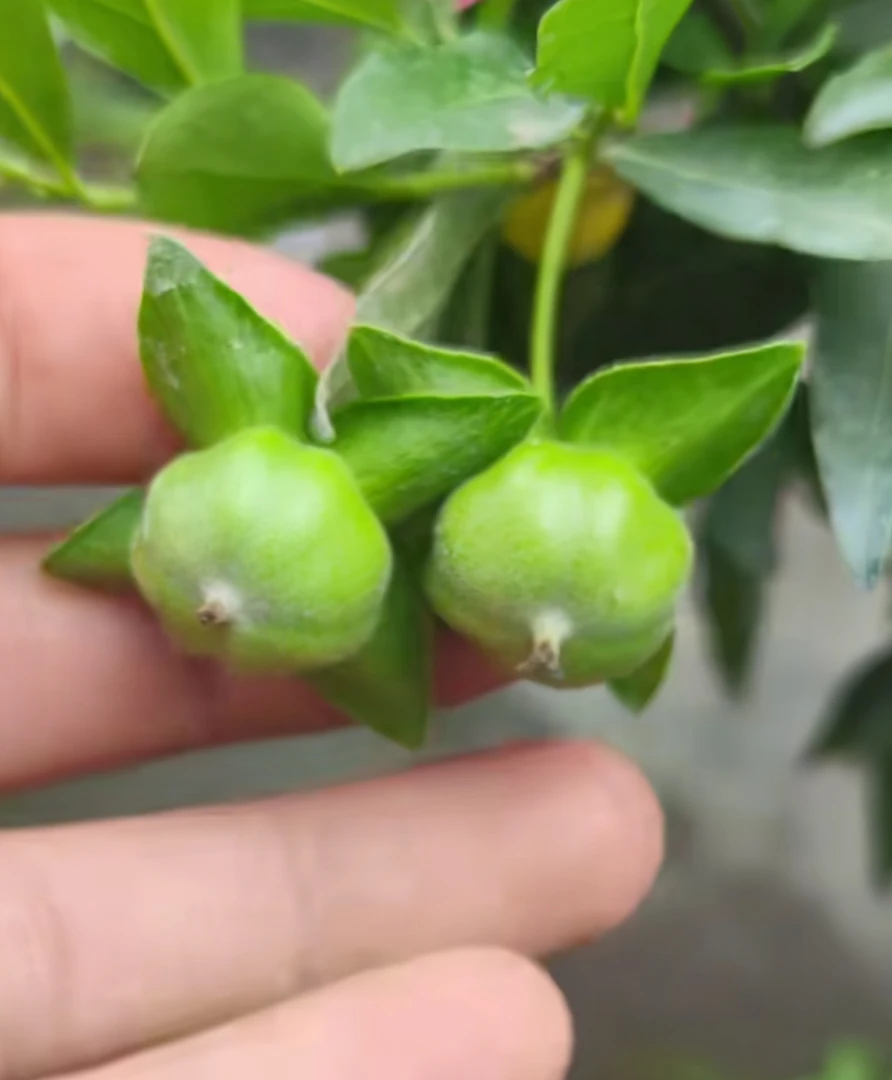 金弹子南瓜果，图片一样，橘红或者橘黄看养护，也有叫金瓜