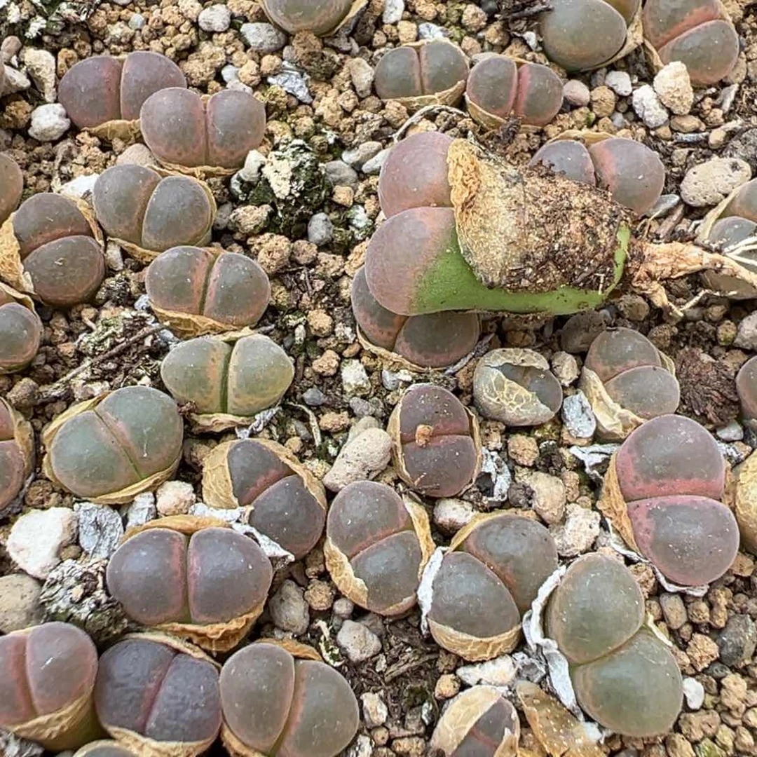 量拍鲑鱼粉风铃一颗。多肉