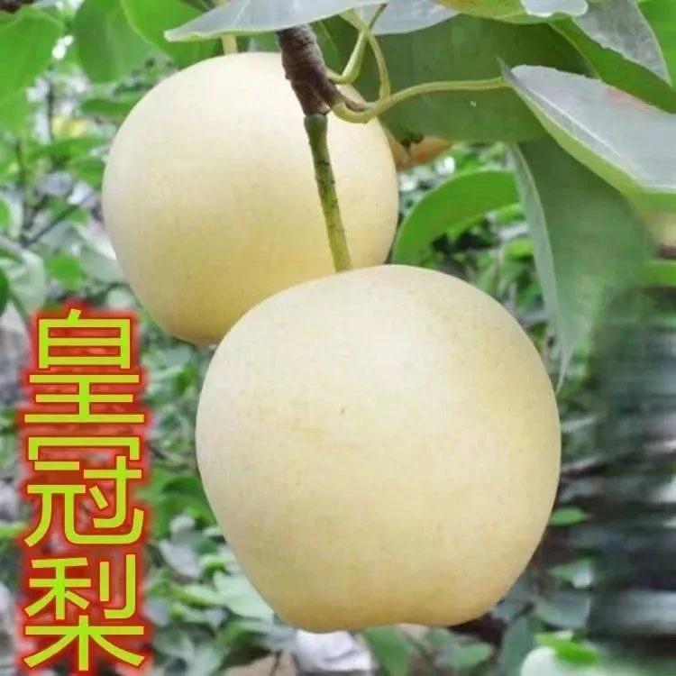 新品种嫁接梨苗皇冠梨树苗白皮白肉中熟果树苗全国种植当年结果苗