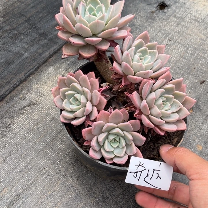 棠颂花卉一物一拍 奇迹 红粉