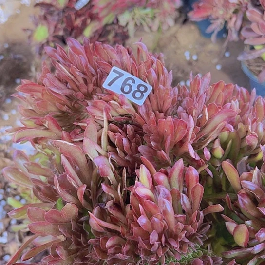 绿***叶多肉植物一个法师