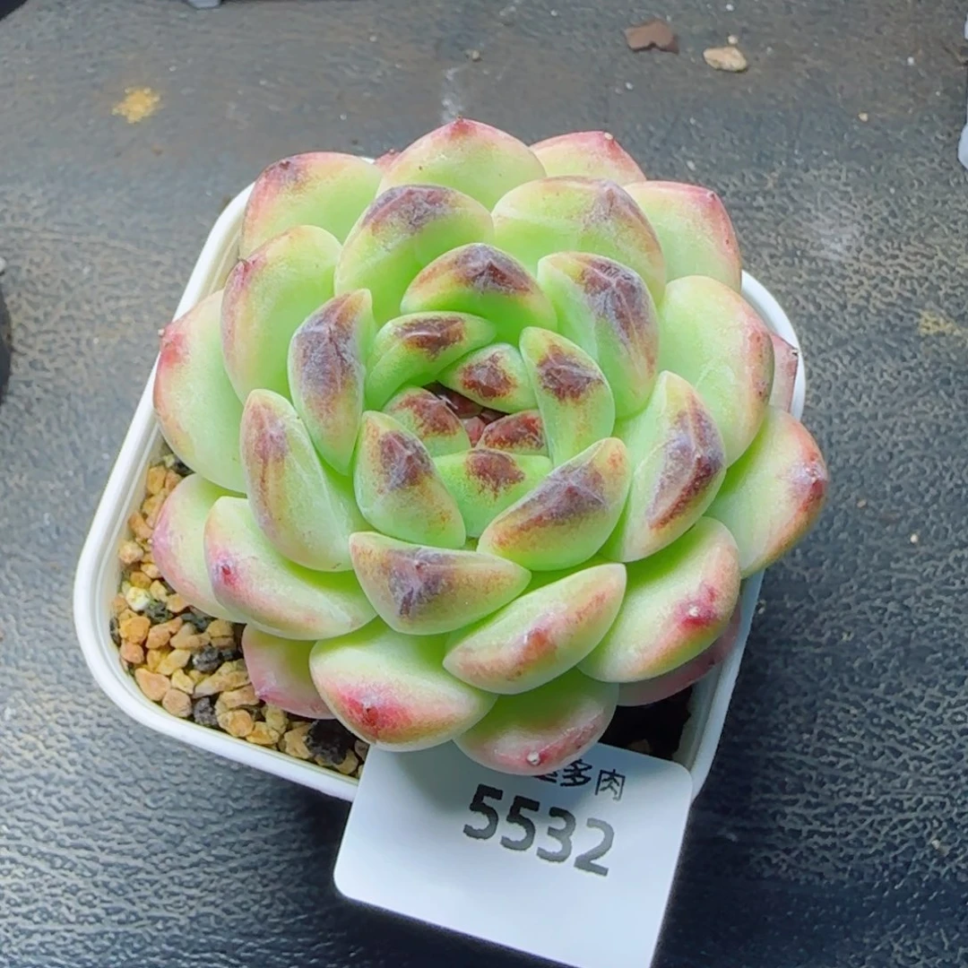 蔓越莓，5532多肉植物