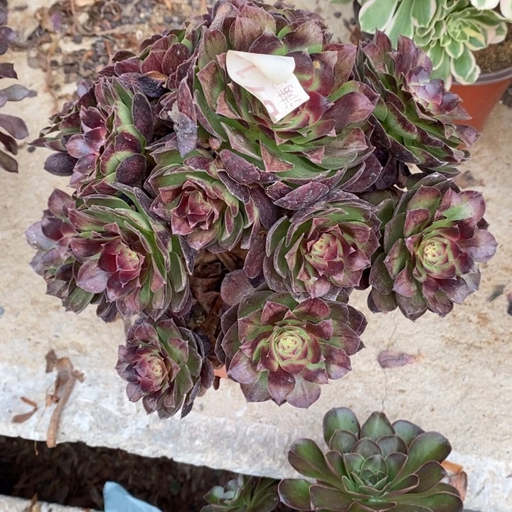 紫***梦黑魔多肉断头不包710