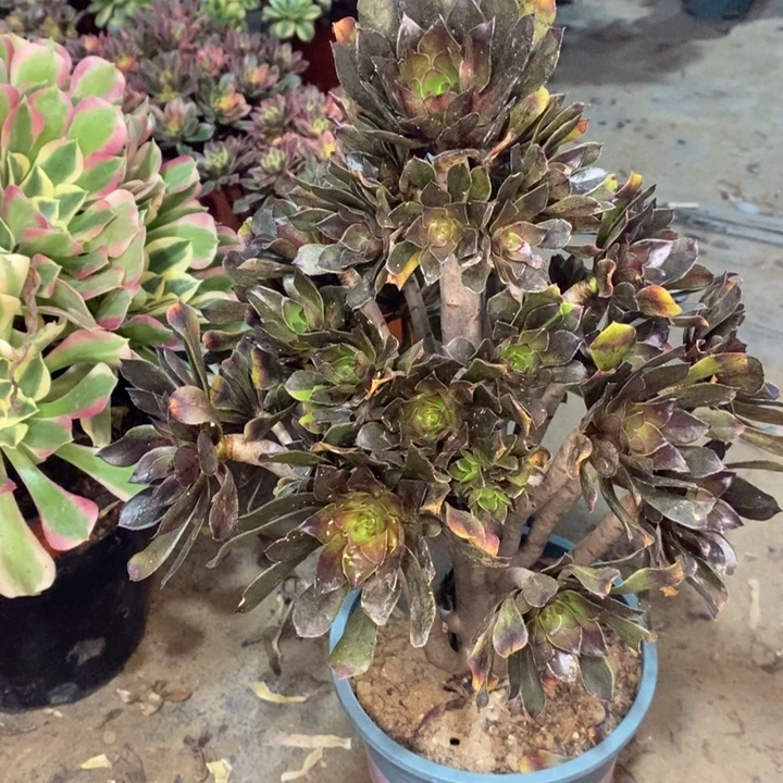 灰法多肉植物20。