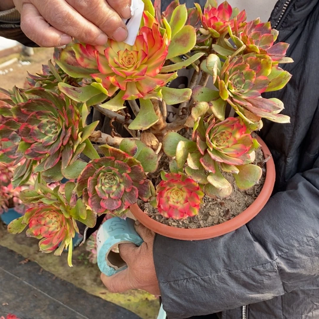 不开花植物527号烟花多肉