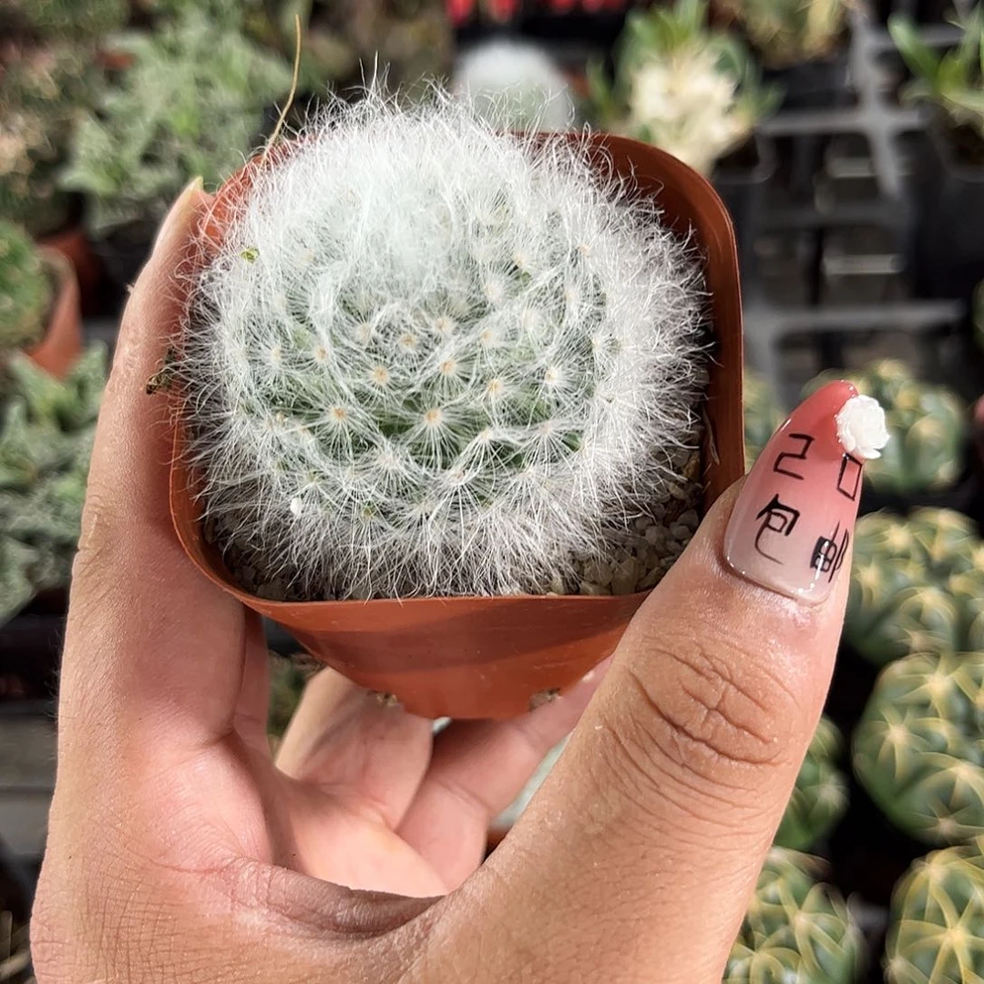 单头精选无刺丽光殿单头发货有根