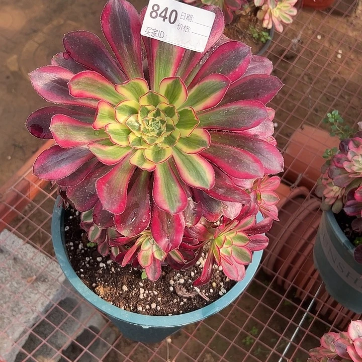 多肉法师多肉法师840