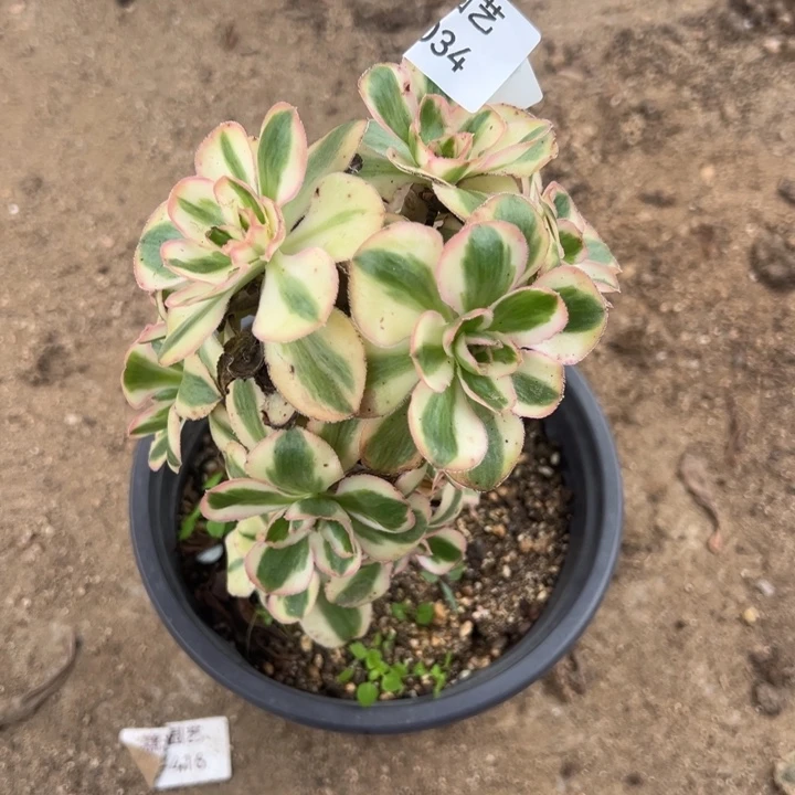 燕子锦绣球多肉植物034