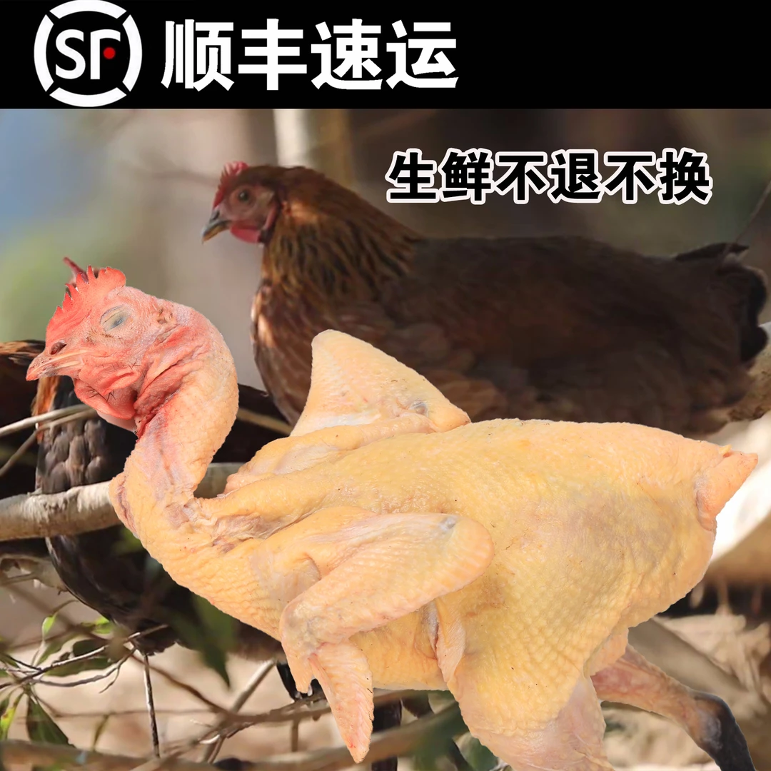 村姑阿香贵州农家两年放养老母鸡土鸡