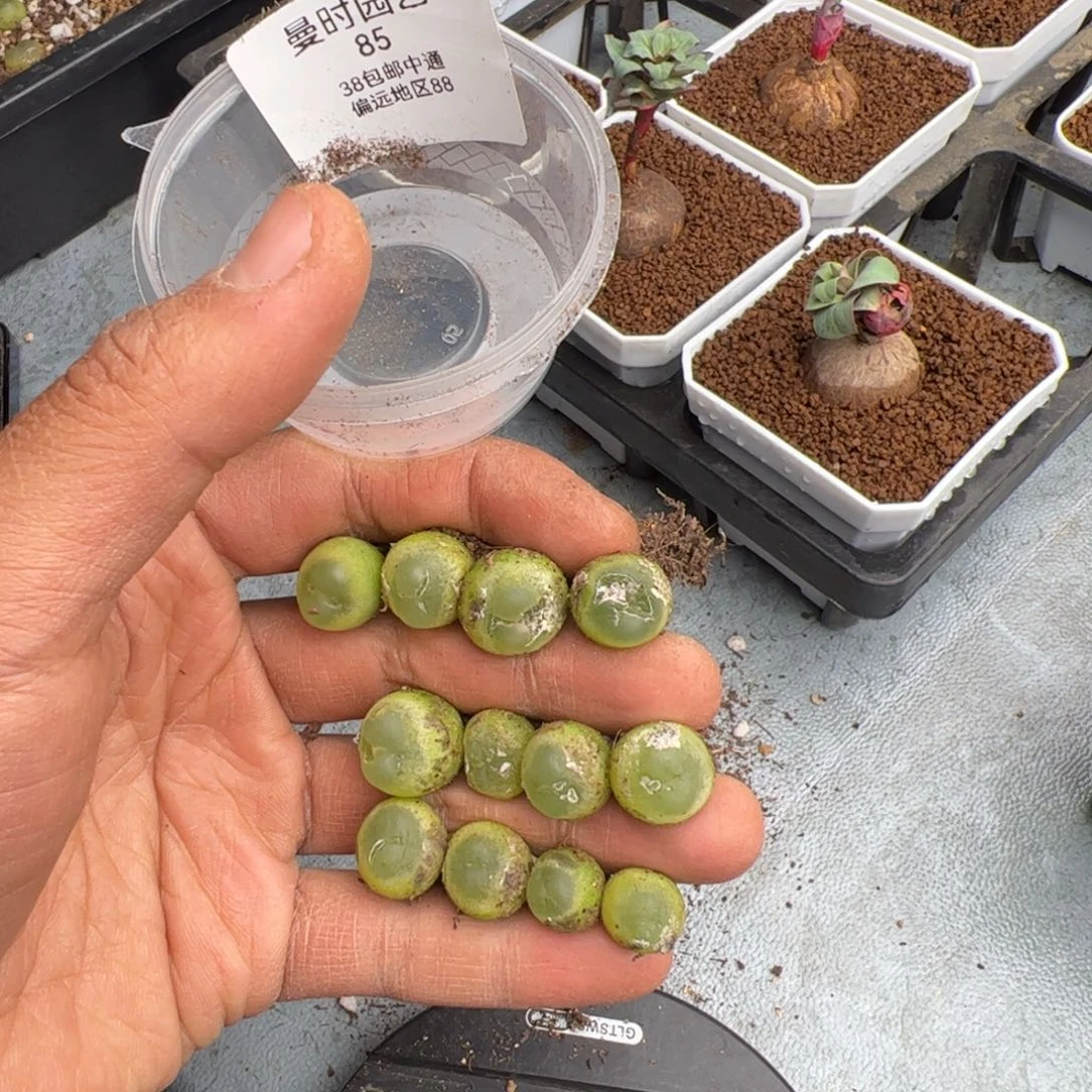 ✔*2.23拉登有伤福利多肉85