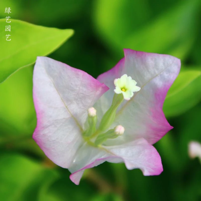 口红 三角梅大苗好养易开花花卉基地  不带花