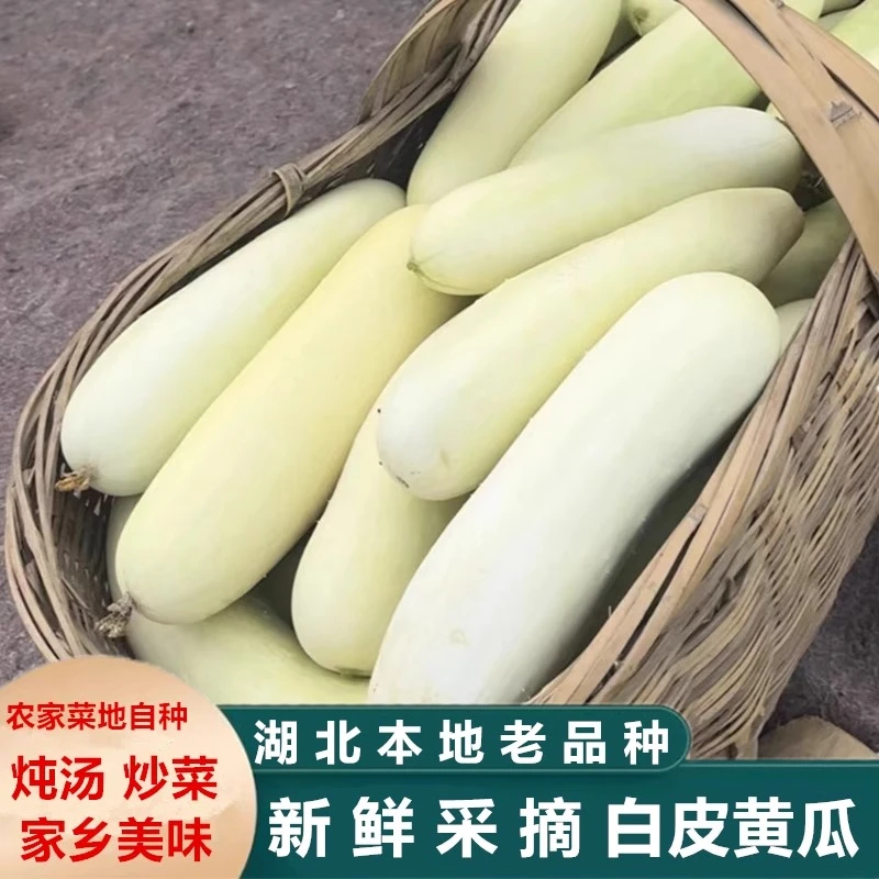 湖北天门本地老品种现采现发白皮黄瓜新鲜白玉黄瓜应季本地蔬菜
