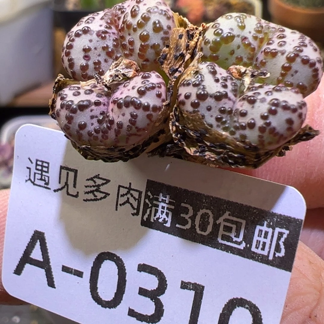 多肉植物111111111111111