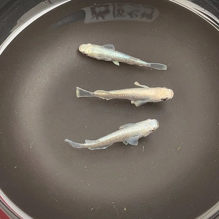 青鳉鱼短天3条2号