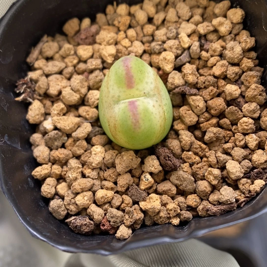多肉植物肉锥杂交K-3243 将杂 晒伤