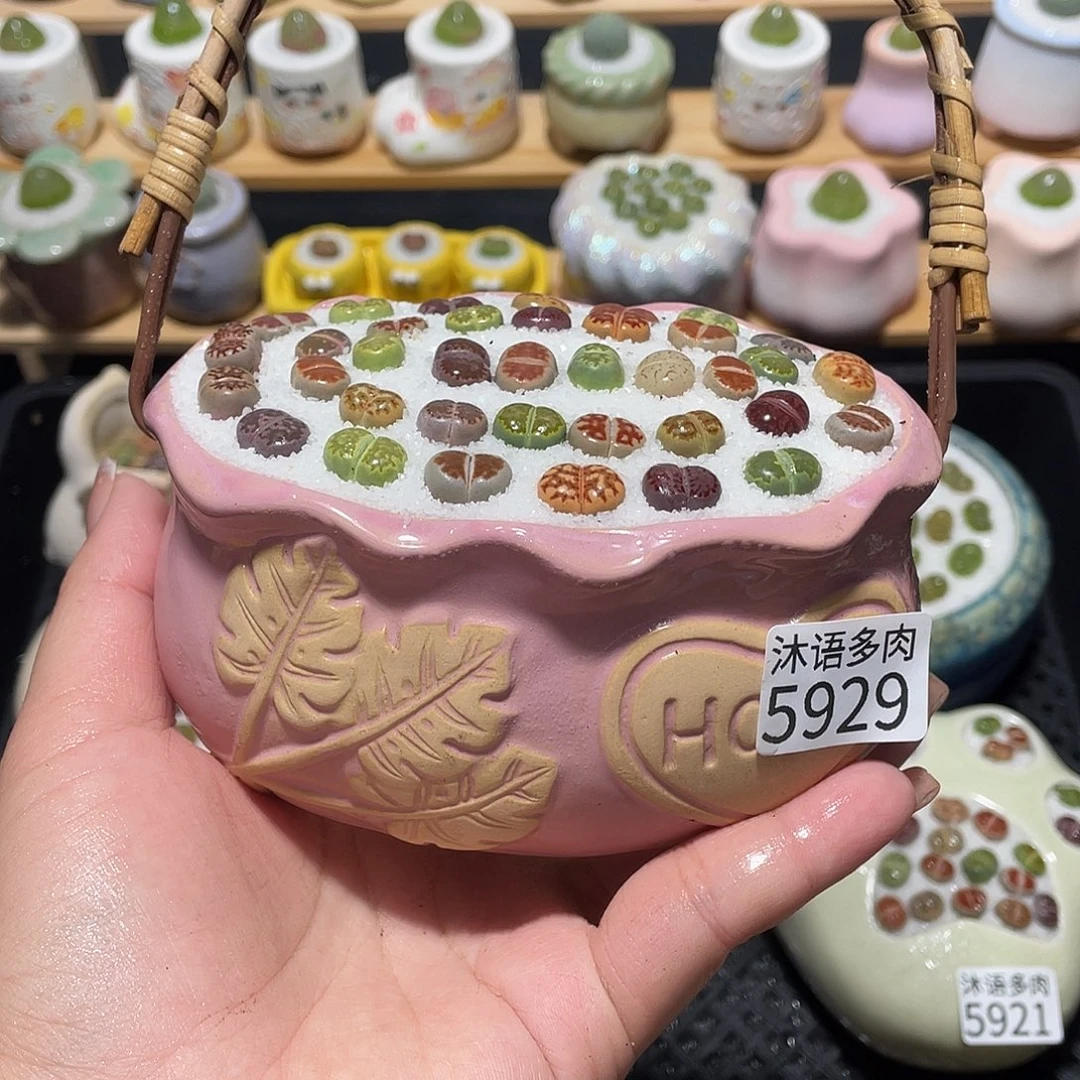 带盆土植物 一物一拍5929