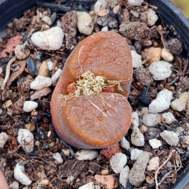 546红蛋糕风铃带盆