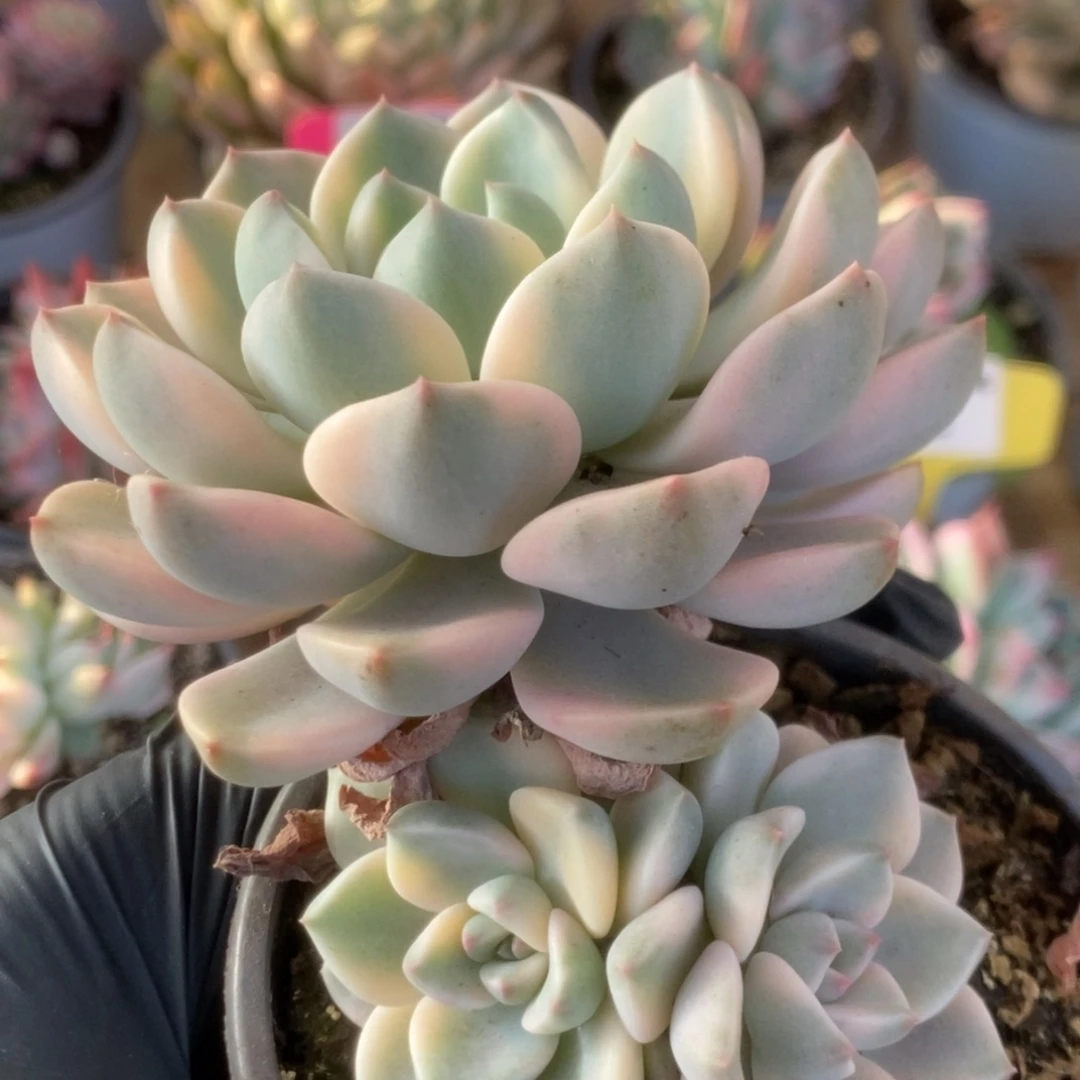 628红粉佳人锦锦锦锦锦