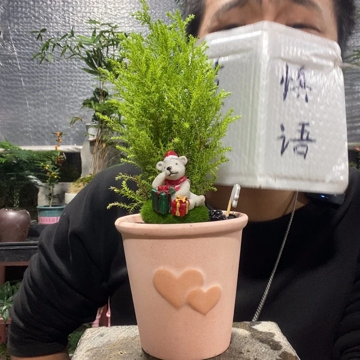 以实际为准盆景绿植盆栽134