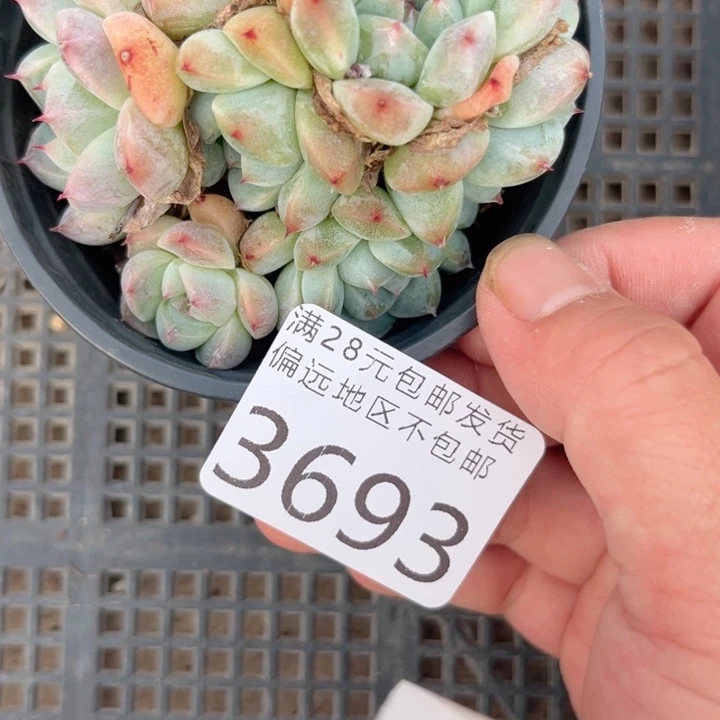 大3693:、cvcvvvvvv