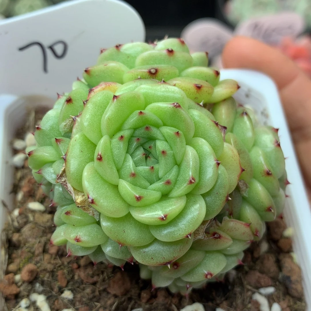 定繁珍妮麦秆群70