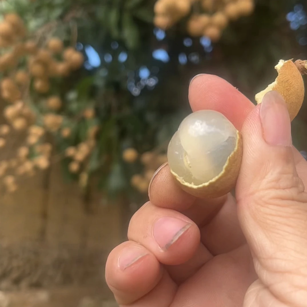 仙游新鲜龙眼当季水果(仙游本地话叫泉州古龙眼)清甜多汁肉厚饱满